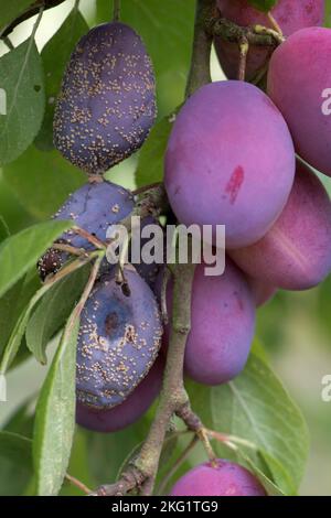 Brown rot (Monilinia laxa) pustules forming on secondary damaged ripe purple Victoria plum fruit on the tree, Berkshire, August Stock Photo