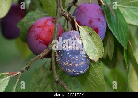 Brown rot (Monilinia laxa) sustules forming on secondary damaged ripe purple Victoria plum fruit on the tree, Berkshire, August Stock Photo