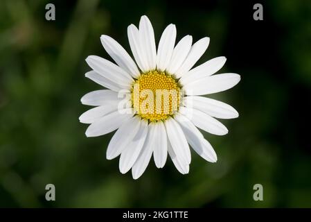 Looking down on single ox-eye daisy (Chrysanthemum vulgare) flower showing white ray floret petals and yellow disc florets, October Stock Photo
