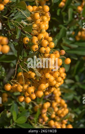 Attractive and profuse yellow-orange ripe berry like pomes of thorny firethorn (Pyracantha spp.) bush in early autumn garden, Berkshire September Stock Photo