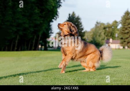 Dog breed Tibetan Mastiff on the grass in summer Stock Photo