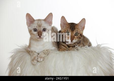 Bengal Kitten Stock Photo