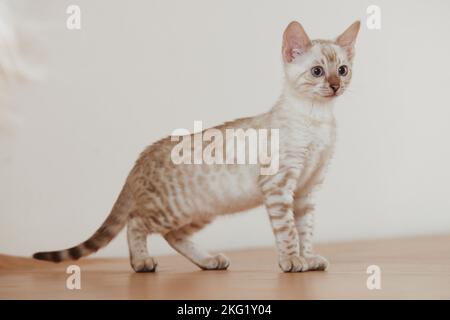 Bengal Kitten Stock Photo