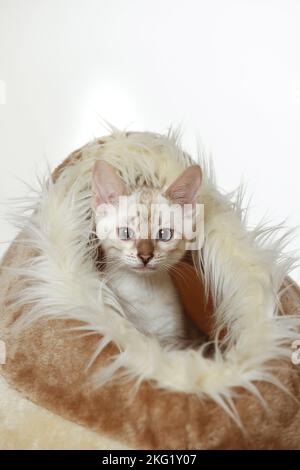 Bengal Kitten Stock Photo