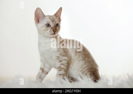 Bengal Kitten Stock Photo