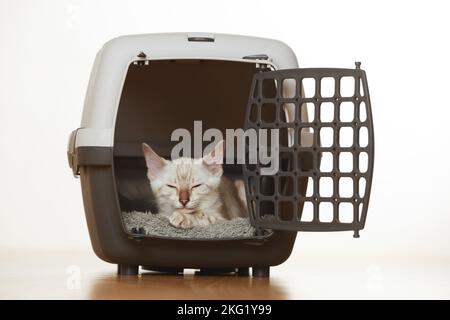 Bengal Kitten Stock Photo