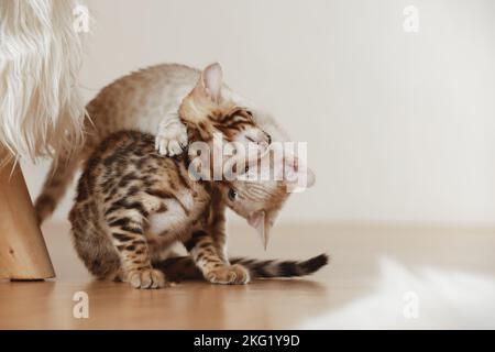 Bengal Kitten Stock Photo