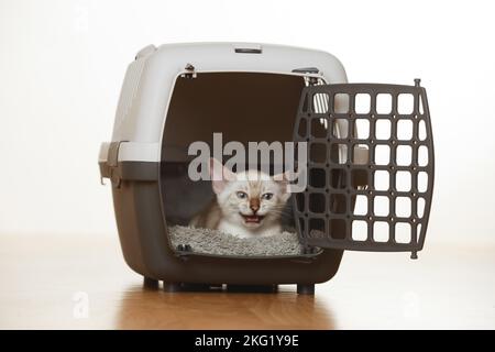 Bengal Kitten Stock Photo