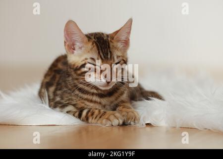 Bengal Kitten Stock Photo