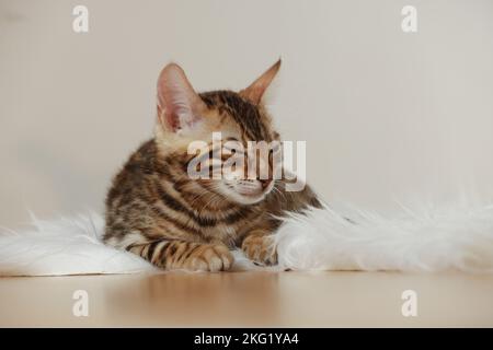 Bengal Kitten Stock Photo