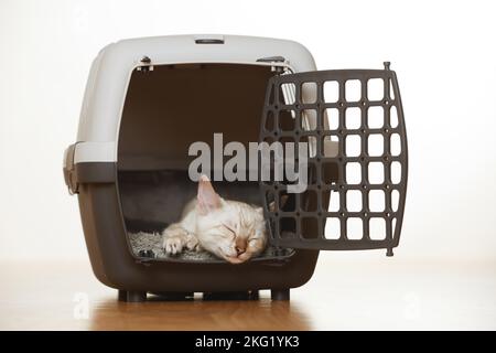 Bengal Kitten Stock Photo