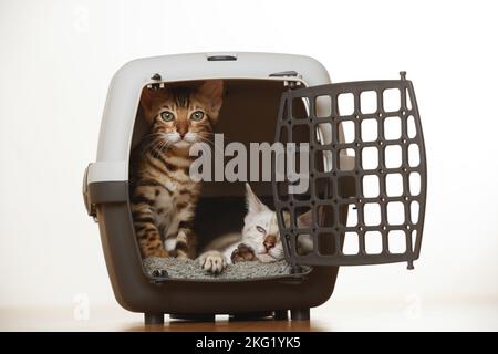 Bengal Kitten Stock Photo