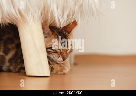 Bengal Kitten Stock Photo