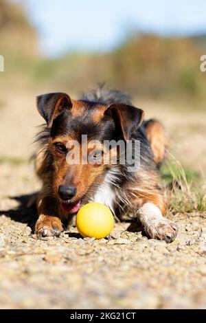 frontal portrait of bodeguero puppy dog with mischievous face playing with his ball. sunny day in the bush. copy space Stock Photo