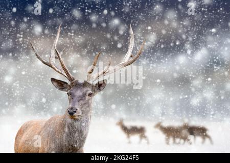 One adult red deer with big beautiful antlers on a snowy field with other deer in the background. Wildlife landscape with snow and falling snowflakes Stock Photo