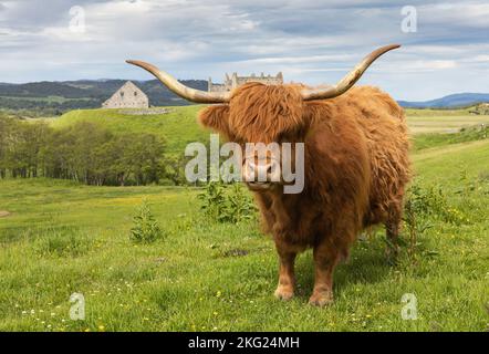 Highland cattle, at Ruthven Barracks, Kingussie, Cairngorm National Park, Scotland Stock Photo