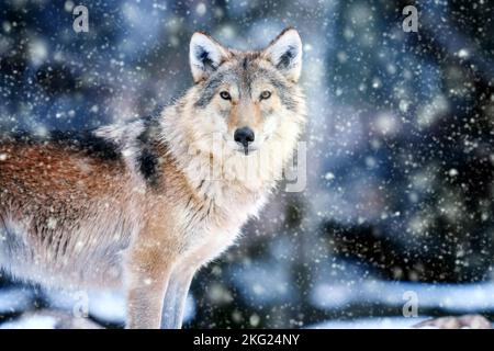 Gray wolf, Canis lupus in winter forest background. Animal in the nature habitat Stock Photo