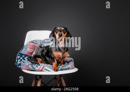 Beautiful marble dachshund sitting on a chair on a black background Stock Photo