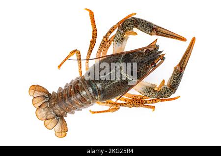 Crayfish or lake crab isolated on white background Stock Photo