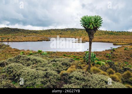 Scenic view of a pond in the 7 ponds trail of Aberdare National Park, Kenya Stock Photo
