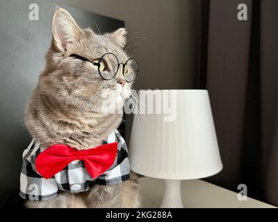 A Scottish straight-eared gray cat with glasses, a black white shirt and a red tie at the holiday looks like a boss. Pet in a cozy modern apartment Stock Photo