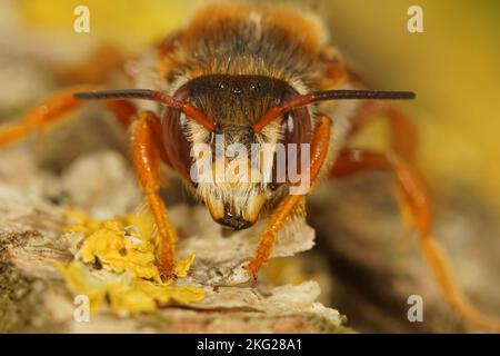 Detailed frontal closeup on the red and colorful Spotted red-resin solitary bee, Rhodanthidium sticticum Stock Photo