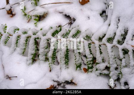 Early snow. Autumn thickets of ferns are covered by the unexpected snow of southern, subtropical forests. Snow covered fern leaves. Stock Photo