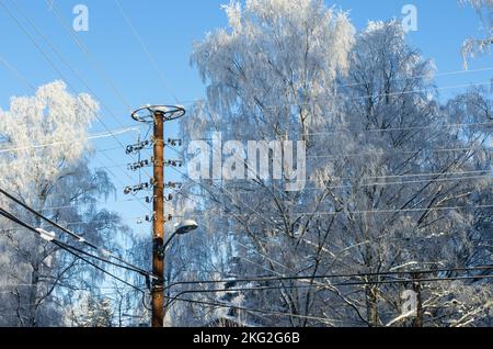 Pole with power lines and trees covered with snow and a clear blue sky in a winter landscape. Stock Photo