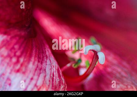 Closeup of a red Amaryllis flower with stamen and pistil and red style and with the white stigma in focus. Stock Photo