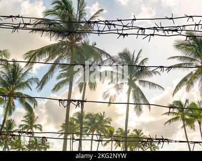 Fence with barbed wire and Beautiful Palm trees on blue sky background Stock Photo