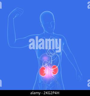 3d illustration of the internal organs of the human anatomy. Transparent image, highlighting the kidneys. Stock Photo