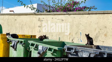 Homeless cats on dumpsters in Zahora, Cadiz, Spain. Stock Photo