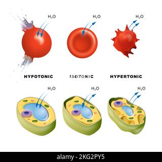 hypotonic