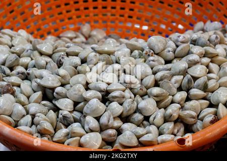 Fish market. Fresh shells in a red basket.  Abu Dhabi. United Arab Emirates. Stock Photo