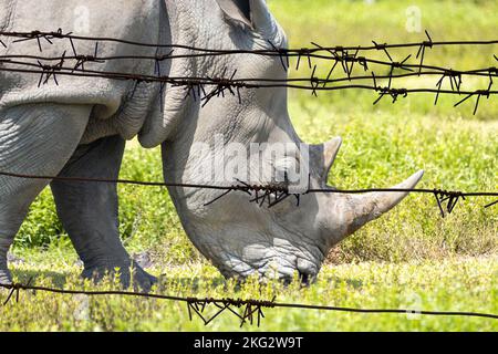 White rhino, rhinoceros walking on green grass behind barbed wire in a zoo Stock Photo