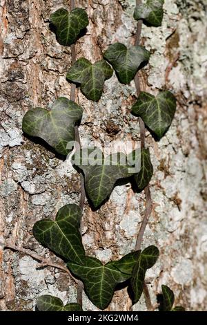 Closeup of tree trunk overgrown with ivy leaves. Green ivy plant on bark. Stock Photo