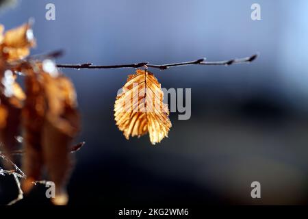 single yellow autumn leaf on a dead branch. Stock Photo