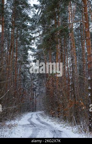 Winter road , forest with pine trees Stock Photo - Alamy