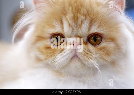 Young exotic persian cat, white and light brown fur, close-up portrait Stock Photo