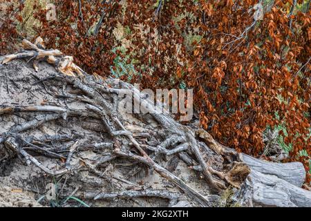 Autumn leaves and dried tree roots in sand dune at Baltic Sea shore, two halves composition of fading nature abstract. Stock Photo