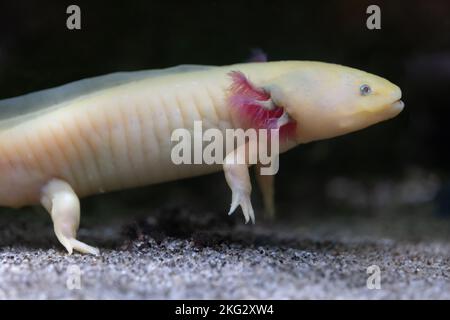 The axolotl (Ambystoma mexicanum), paedomorphic salamander, critically endangered amphibian in the family Ambystomatidae, endemic to Mexican lakes of Stock Photo
