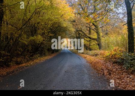 Road through forest in autumn with golden leaves on the ground. Stock Photo