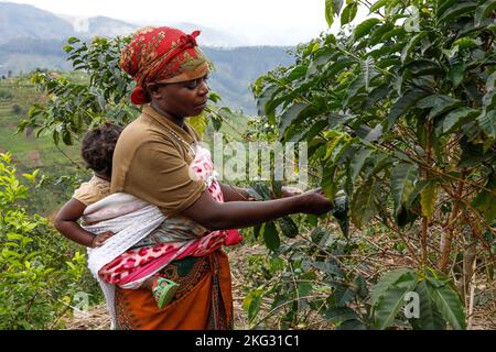 Member of Abakundakawa coffee grower's cooperative tending trees in her plantation in Gakenke district, Rwanda Stock Photo