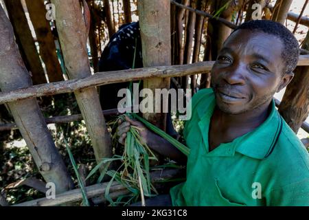 Member of Abakundakawa coffee grower's cooperative with his cattle in his house in Gakenke district, Rwanda Stock Photo