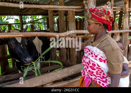 Member of Abakundakawa coffee grower's cooperative with her cattle in her house in Gakenke district, Rwanda Stock Photo