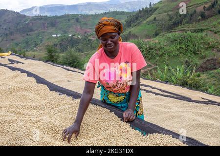 Abakundakawa coffee grower's cooperative, Minazi coffee washing station, Gakenke district, Rwanda Stock Photo