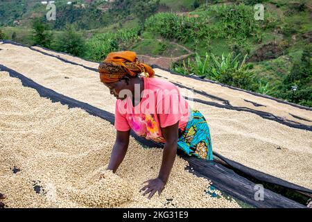 Abakundakawa coffee grower's cooperative, Minazi coffee washing station, Gakenke district, Rwanda Stock Photo