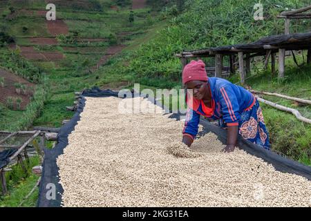 Abakundakawa coffee grower's cooperative, Minazi coffee washing station, Gakenke district, Rwanda Stock Photo