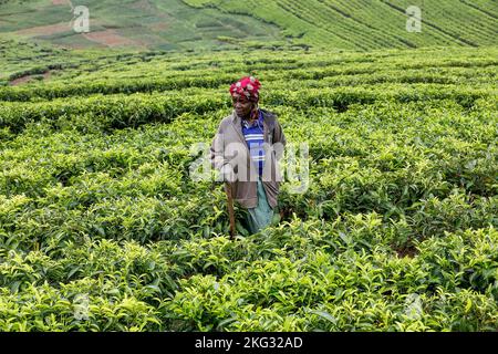 Woman working in a tea garden in western Rwanda Stock Photo