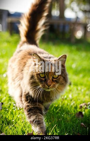 A shallow focus vertical image of a brown cat walking on grass toward the camera Stock Photo